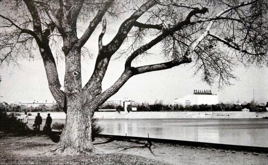 Какое дерево, растущее в Центральном парке уже более 130 лет, является старейшим в городе?