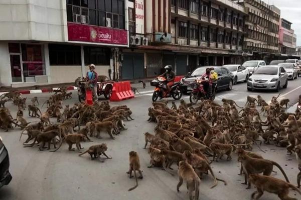 Таиланд объявил спецоперацию против обезьян