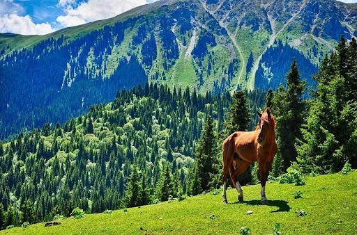 Миллиондаған қолданушысы бар әлемдегі ең танымал әлеуметтік желі Қырғызстан туралы қызықты бейнежазба жариялады