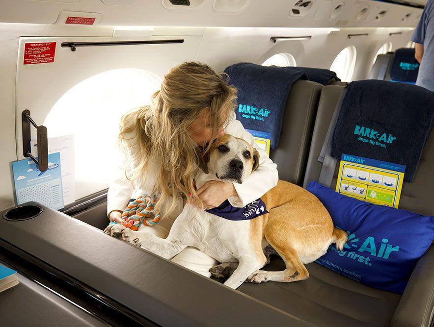 Специальная авиакомпания для собак совершила свой первый рейс