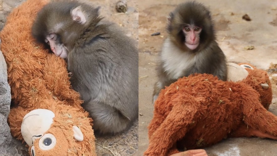 В Япония осиротевшую макаку Панча начали принимать в стаю