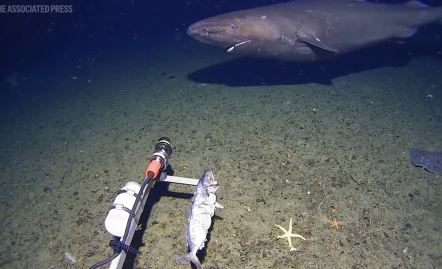 Акула-призрак из ледяной бездны: у берегов Антарктиды впервые сняли загадочного хищника