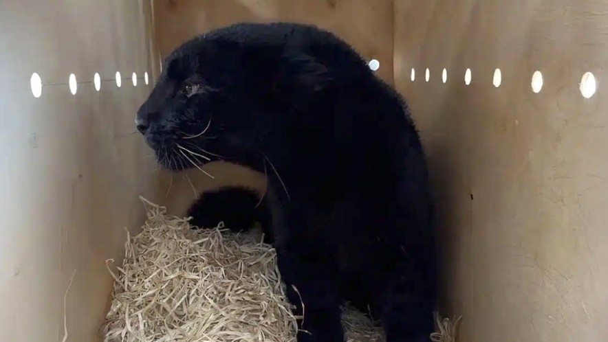 Редкий дальневосточный леопард доставлен в Алматы рейсом из Екатеринбурга