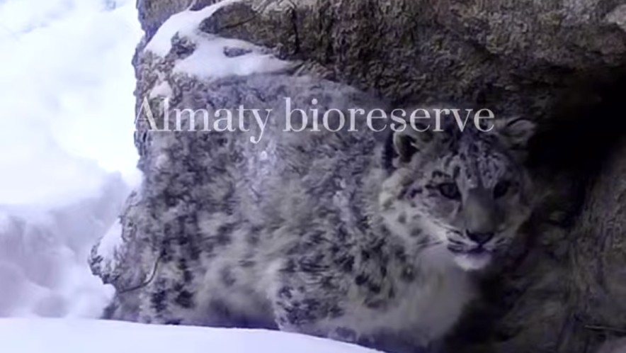 В Алматинском государственном природном заповеднике запечатлели играющих детёнышей снежного барса