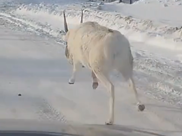 Сайгака бегущего по улице в г.Косшы сняли очевидцы 