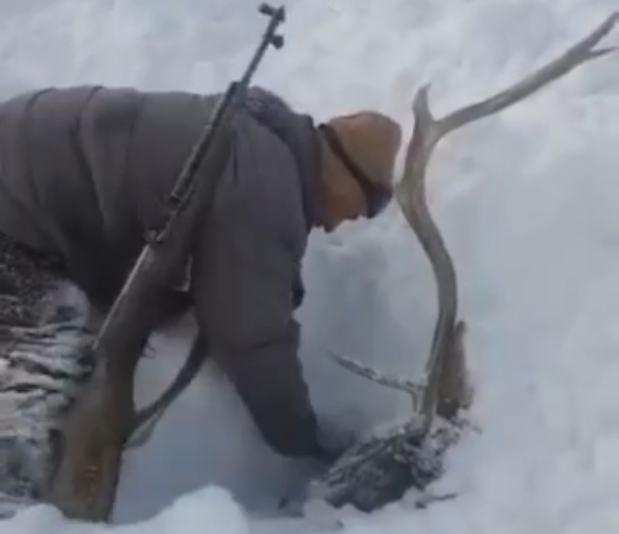 Чудесное спасение оленя из под снега в Катон-Карагае попало на видео