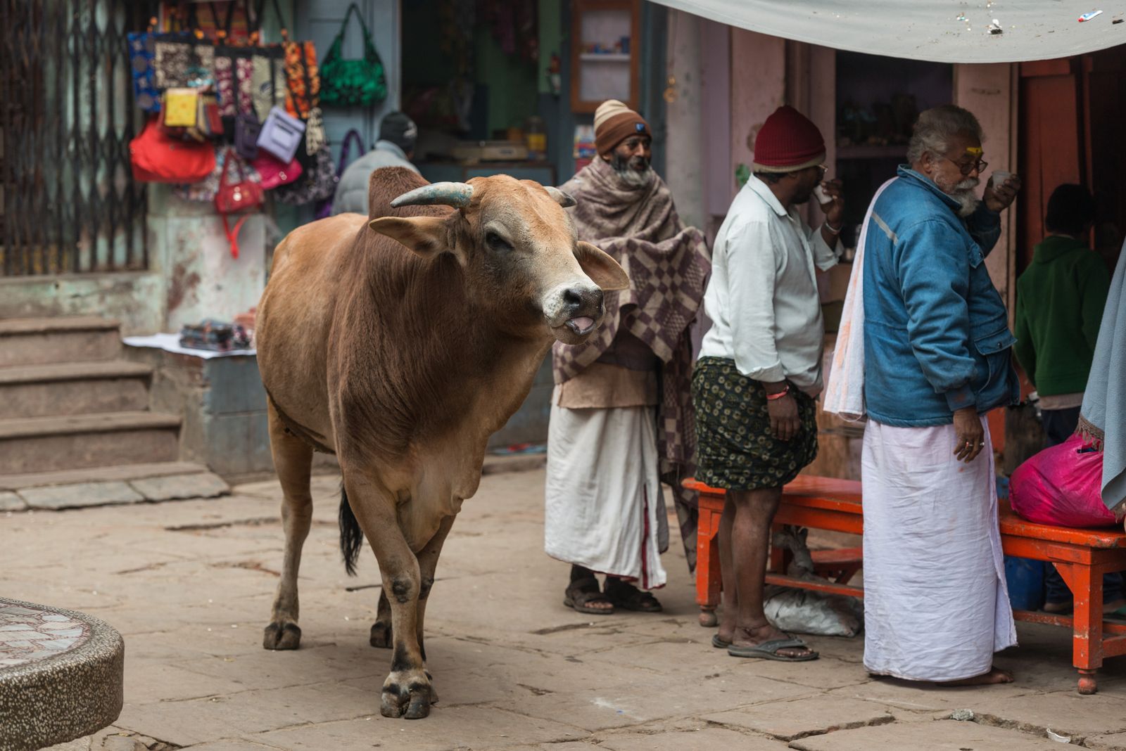 Варанаси Индия корова